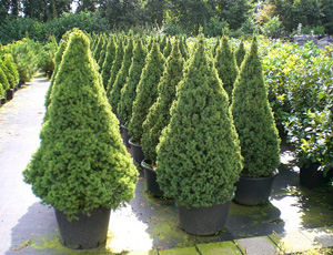 Picea Glauca Conica