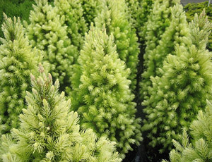 Picea Glauca Daisys White