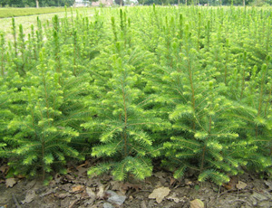 Picea Omorika