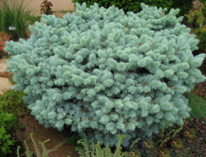 Picea Pungens Glauca Globosa