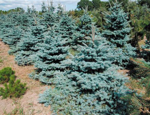 Picea Pungens Koster