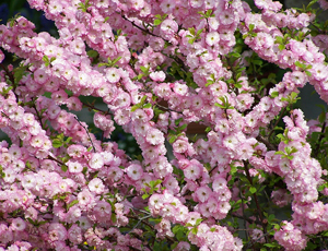 Prunus Triloba Ghiveci