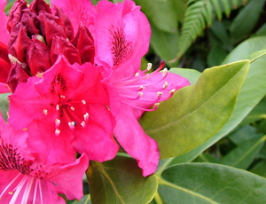 Rhododendron