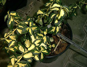 SALBA EUONYMUS