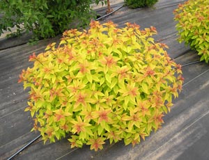 Spiraea Goldflame