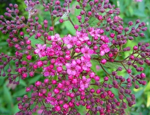 Spiraea Japonica Froebelli