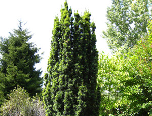 Taxus Baccata Fastigiata