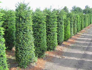 Taxus Baccata