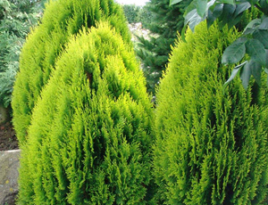 Thuja Aurea Nana