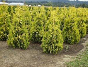 Thuja Aurie