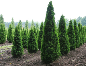 Thuja Columna