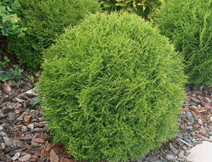 Thuja Occidentalis Danica