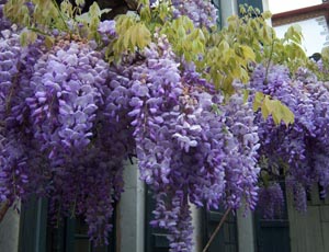 Visteria