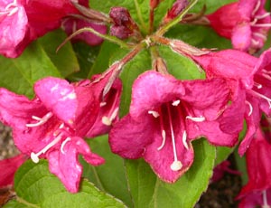 Weigela Bristol Ruby