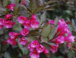 Weigela Florida Nana Purpurea