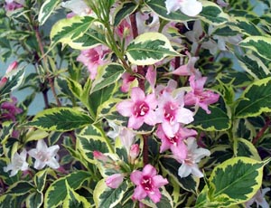 Weigela Variegata