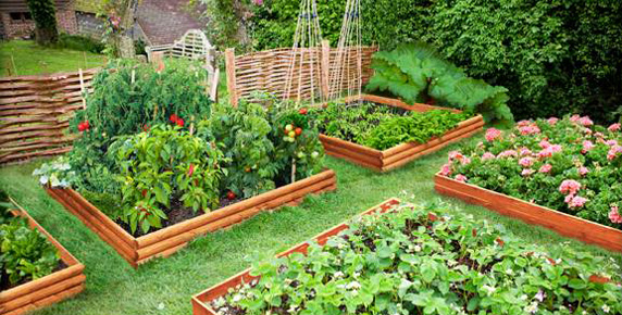 Imagini pentru gradina de legume